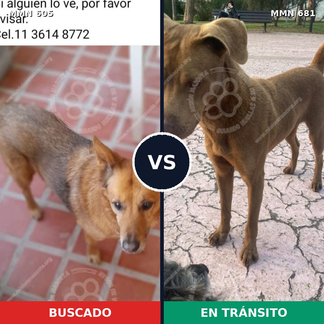 Comparativa MMS 11359: mascota perdida y mascota encontrada, 29% de similitud