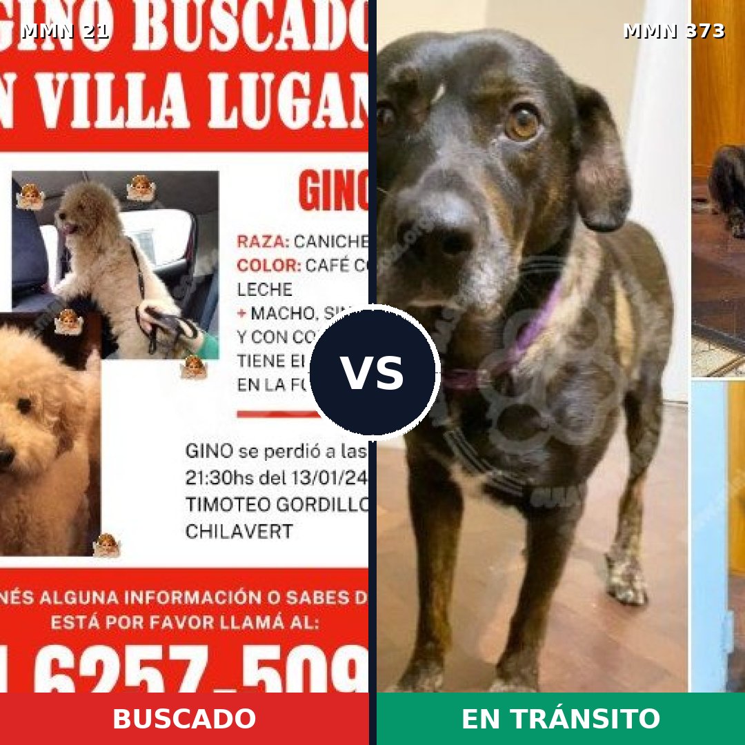 Comparativa MMS 1136: mascota perdida y mascota encontrada, 33% de similitud