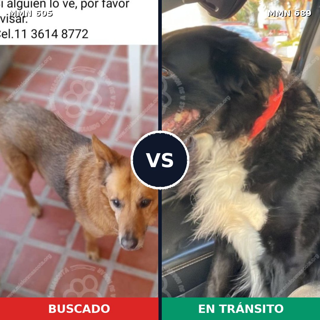 Comparativa MMS 11360: mascota perdida y mascota encontrada, 41% de similitud