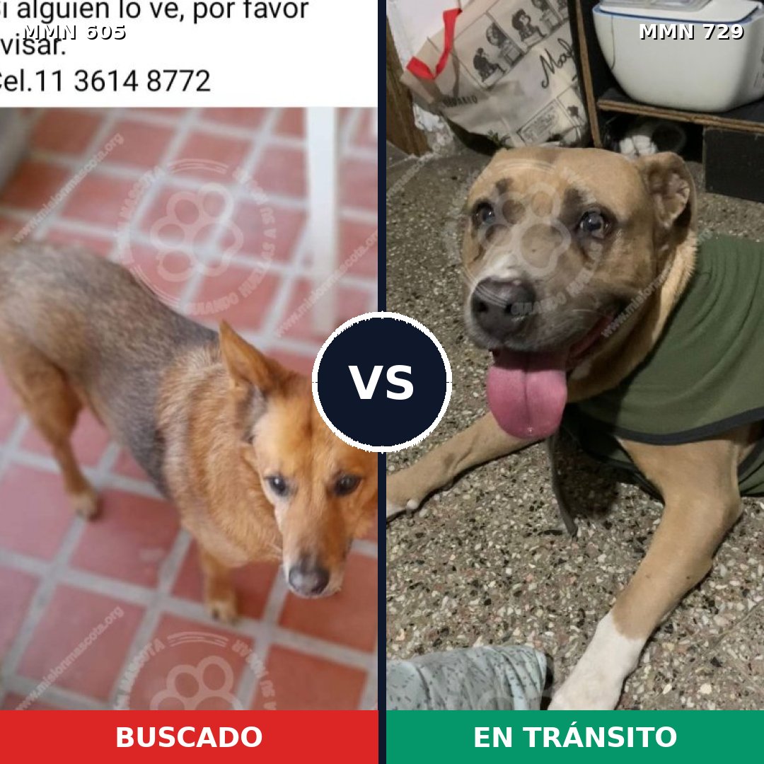 Comparativa MMS 11362: mascota perdida y mascota encontrada, 41% de similitud
