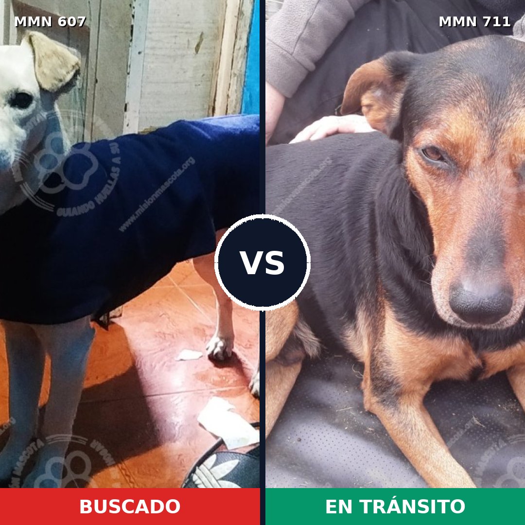 Comparativa MMS 11364: mascota perdida y mascota encontrada, 54% de similitud