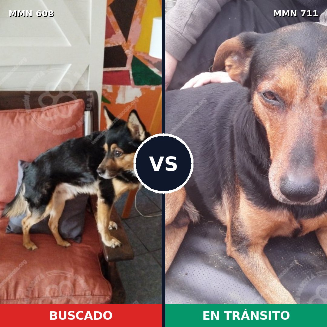 Comparativa MMS 11365: mascota perdida y mascota encontrada, 66% de similitud