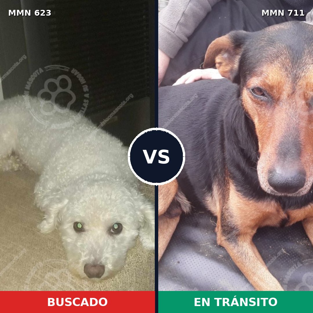 Comparativa MMS 11368: mascota perdida y mascota encontrada, 14% de similitud