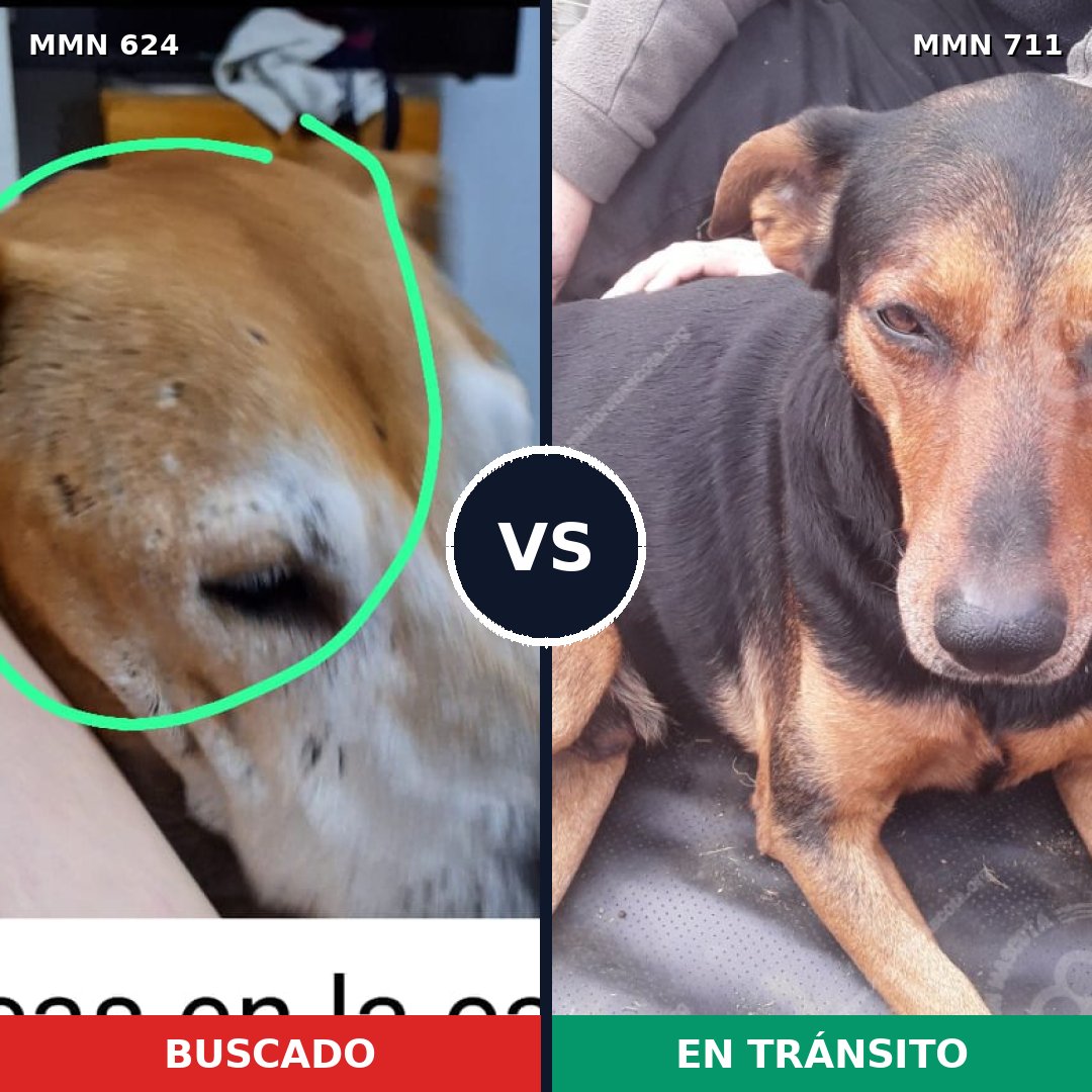 Comparativa MMS 11369: mascota perdida y mascota encontrada, 42% de similitud