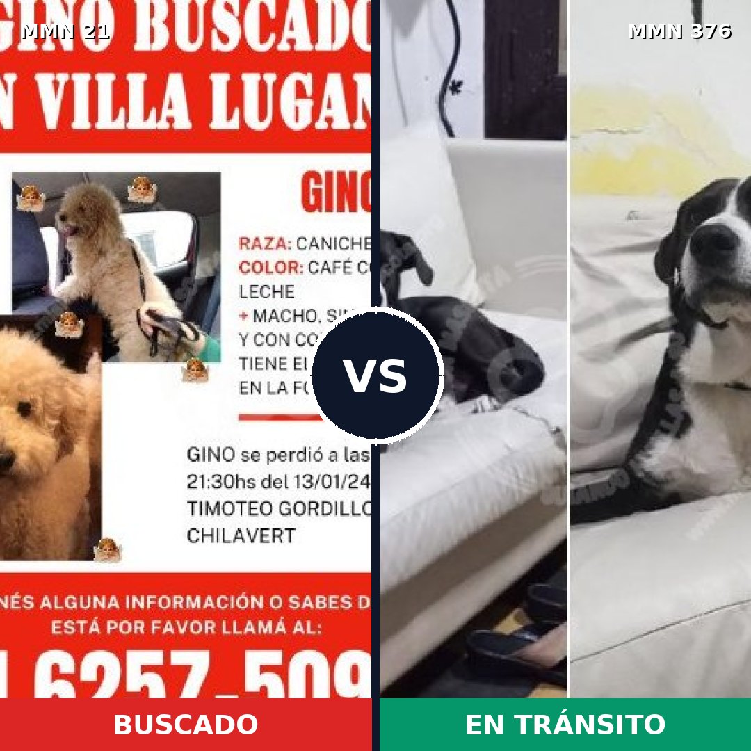 Comparativa MMS 1137: mascota perdida y mascota encontrada, 32% de similitud