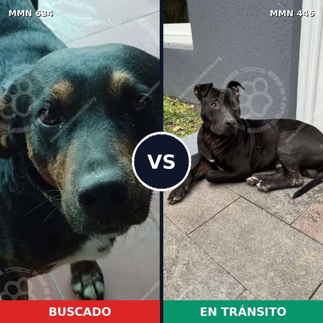 Comparativa MMS 11372: mascota perdida y mascota encontrada, 87% de similitud
