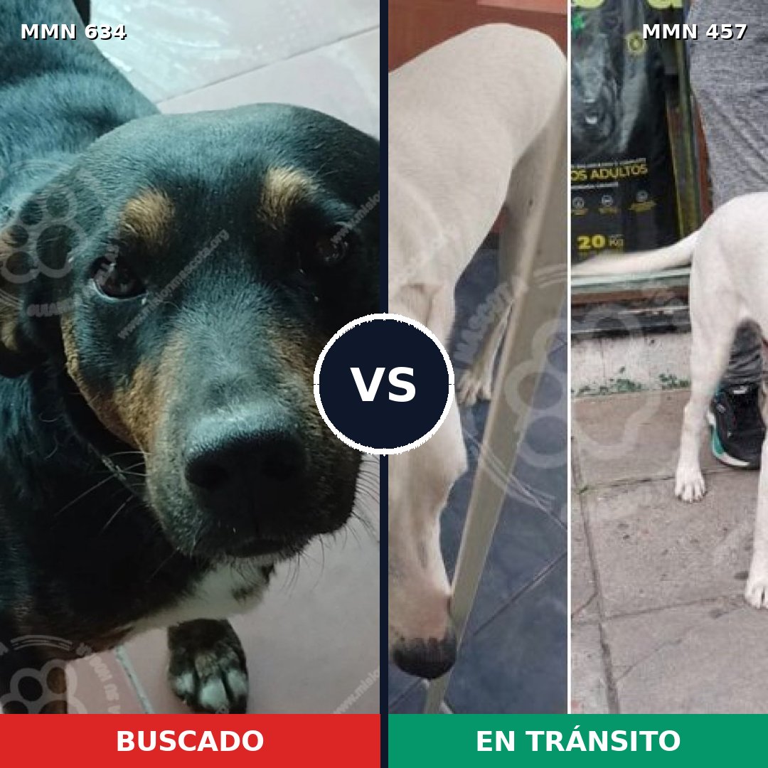 Comparativa MMS 11373: mascota perdida y mascota encontrada, 71% de similitud