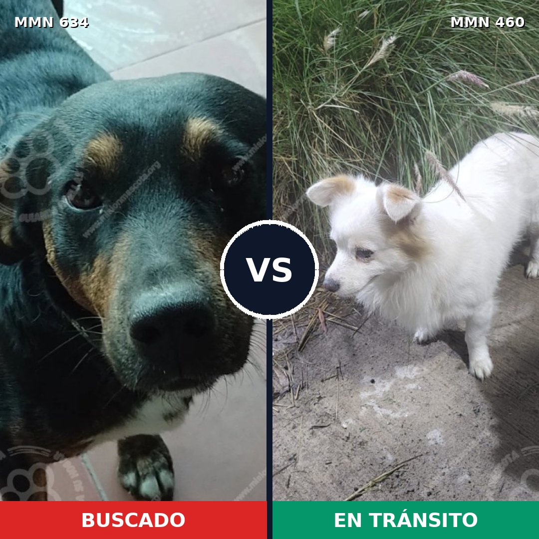 Comparativa MMS 11374: mascota perdida y mascota encontrada, 63% de similitud
