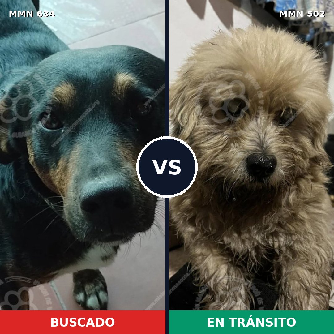 Comparativa MMS 11376: mascota perdida y mascota encontrada, 58% de similitud