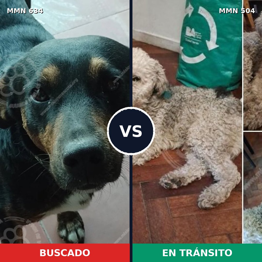 Comparativa MMS 11377: mascota perdida y mascota encontrada, 43% de similitud