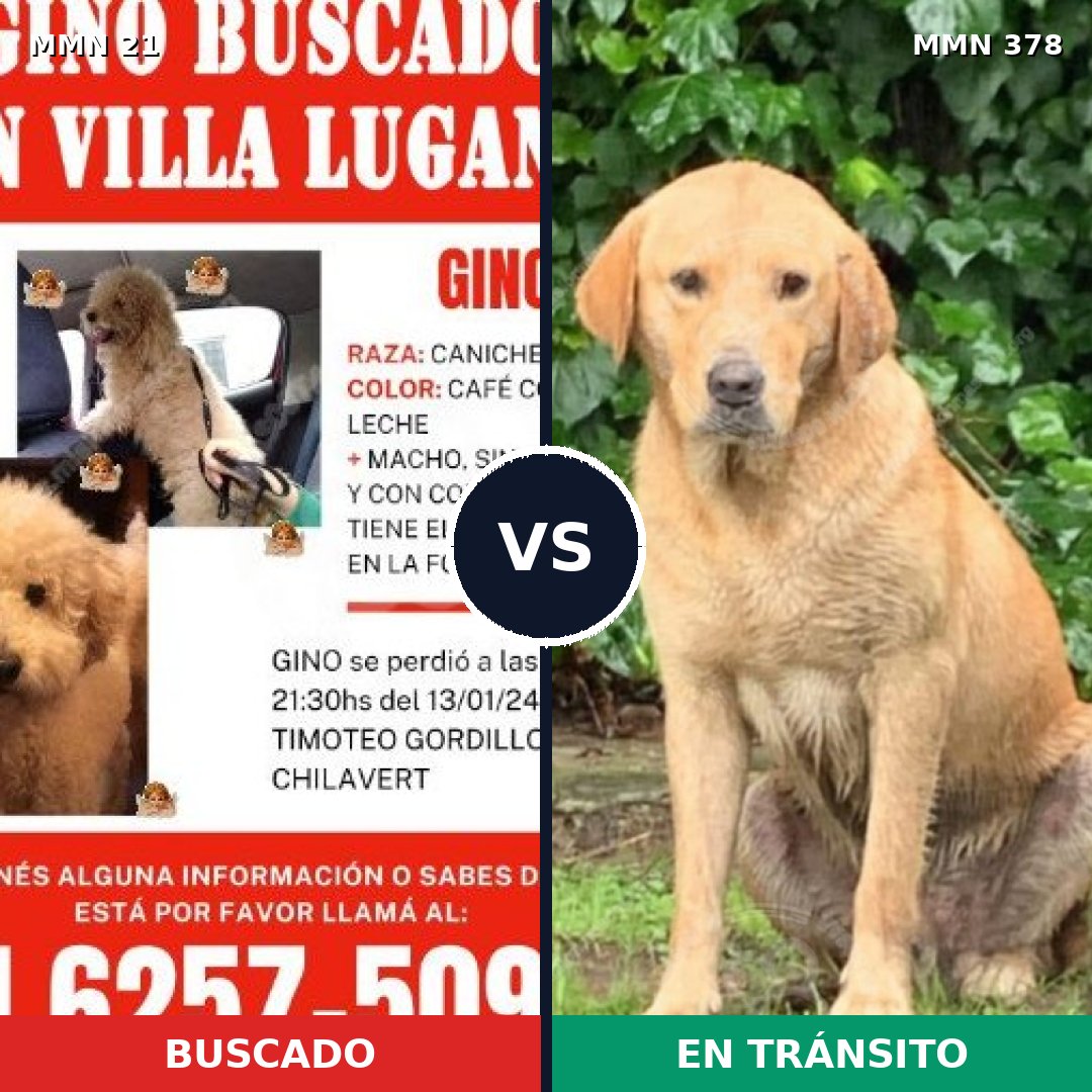 Comparativa MMS 1138: mascota perdida y mascota encontrada, 25% de similitud