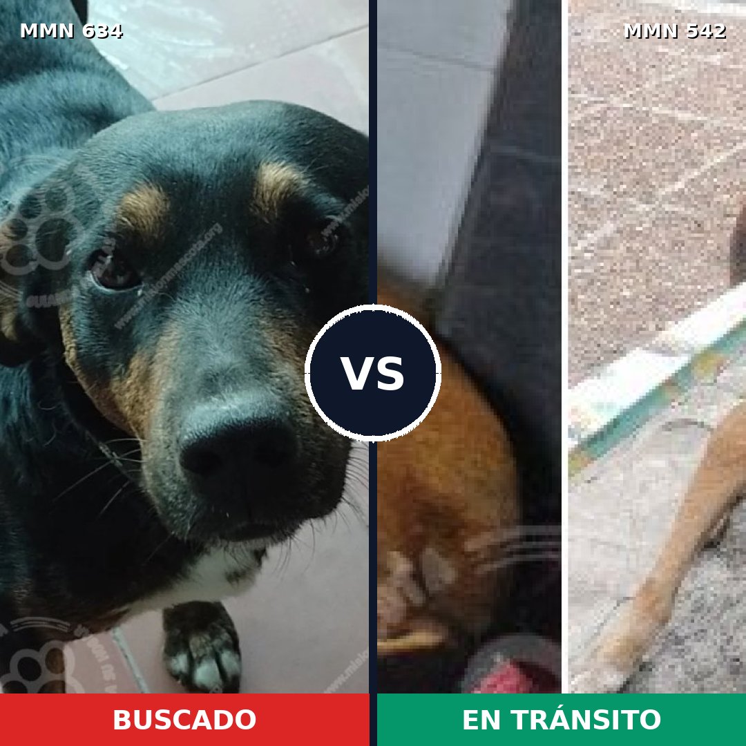 Comparativa MMS 11380: mascota perdida y mascota encontrada, 62% de similitud