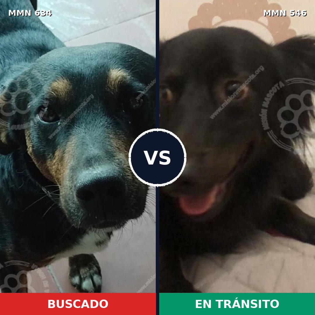 Comparativa MMS 11381: mascota perdida y mascota encontrada, 72% de similitud