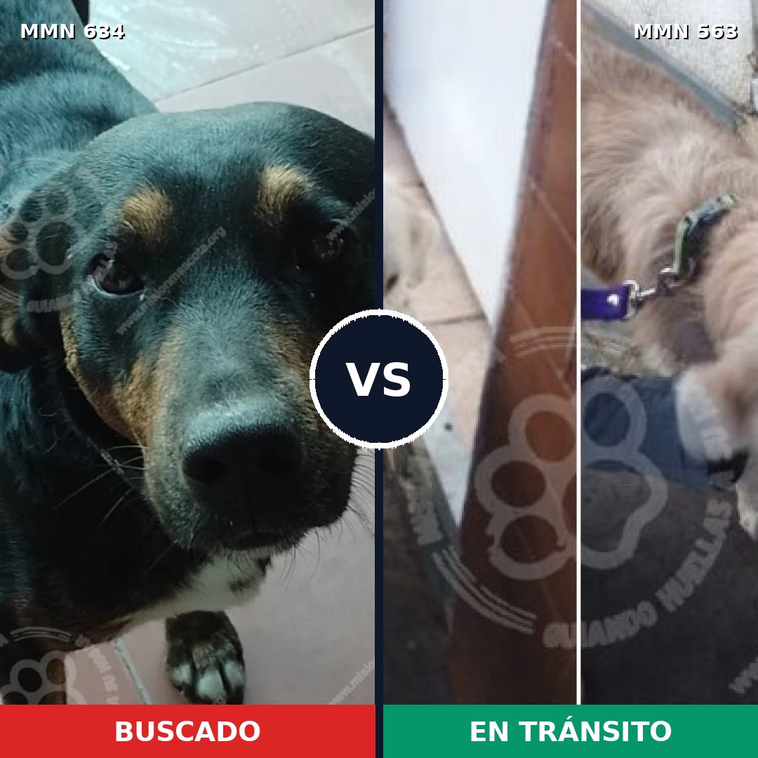 Comparativa MMS 11382: mascota perdida y mascota encontrada, 37% de similitud