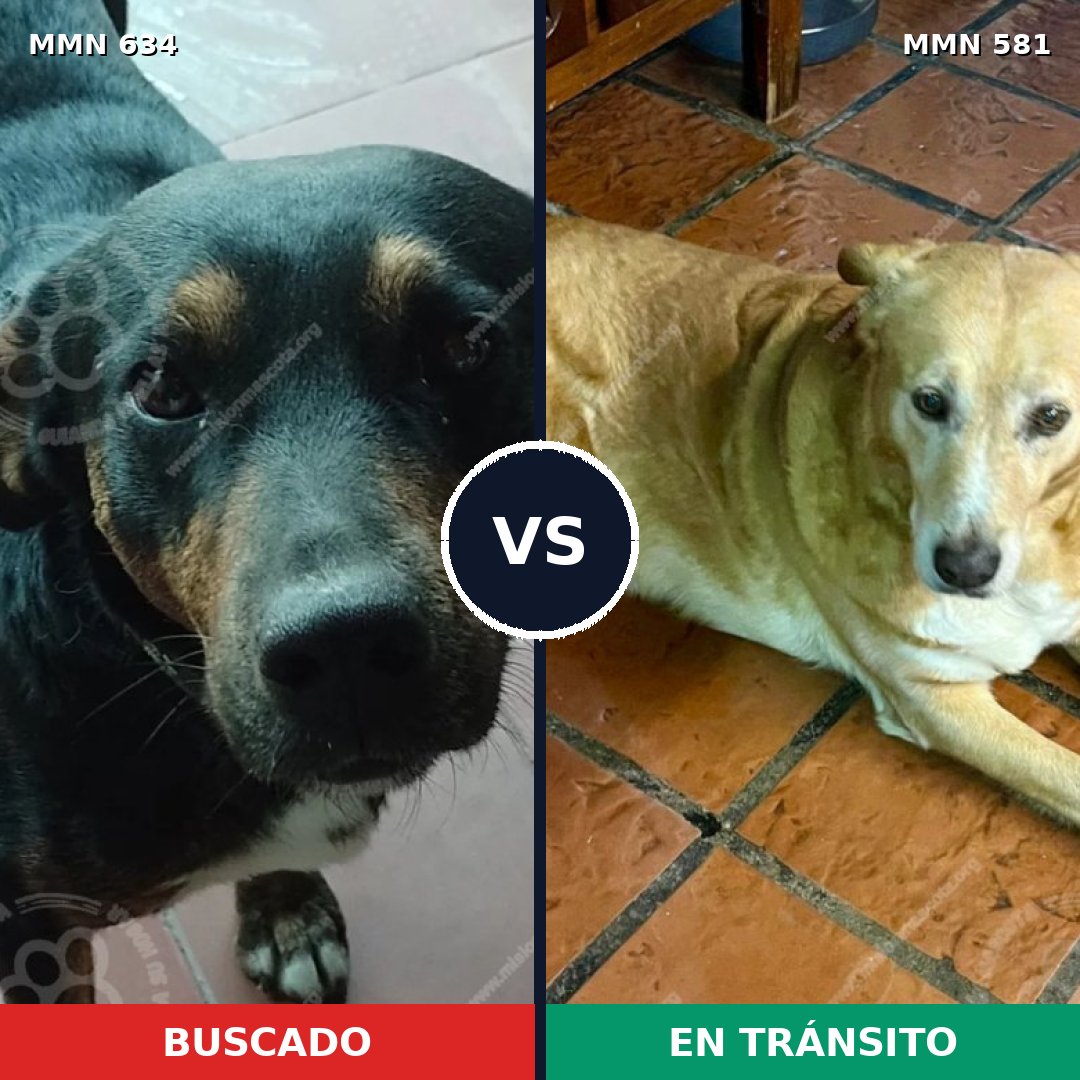 Comparativa MMS 11385: mascota perdida y mascota encontrada, 64% de similitud