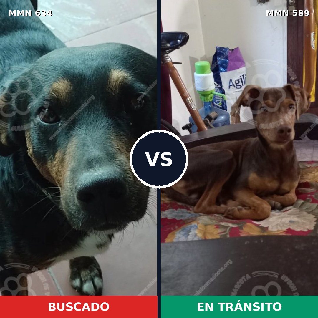 Comparativa MMS 11386: mascota perdida y mascota encontrada, 55% de similitud
