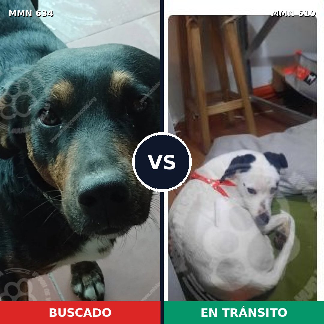 Comparativa MMS 11387: mascota perdida y mascota encontrada, 80% de similitud