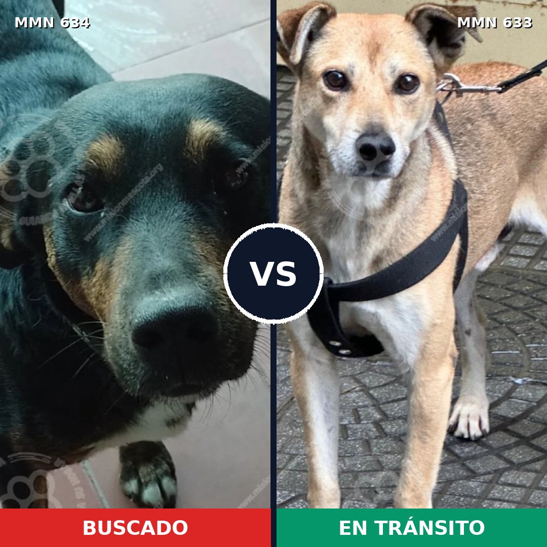 Comparativa MMS 11389: mascota perdida y mascota encontrada, 75% de similitud