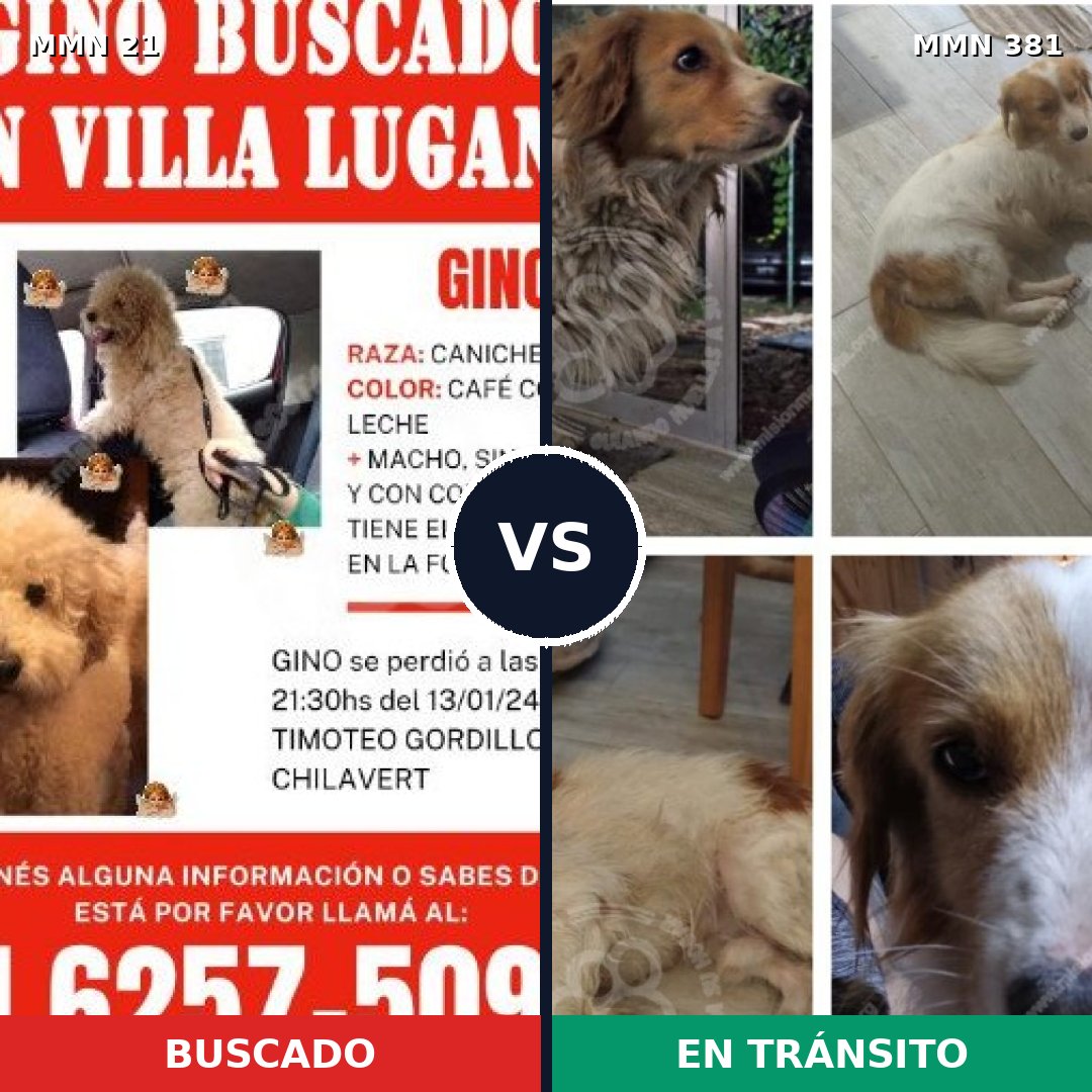 Comparativa MMS 1139: mascota perdida y mascota encontrada, 35% de similitud