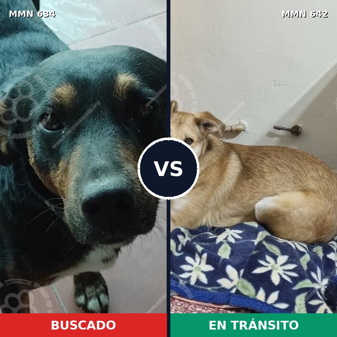 Comparativa MMS 11390: mascota perdida y mascota encontrada, 58% de similitud