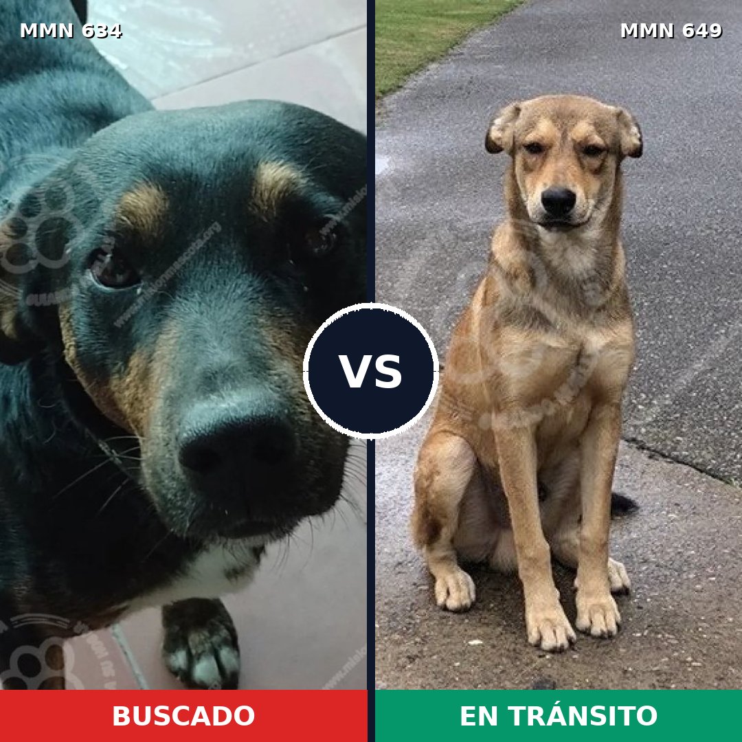 Comparativa MMS 11391: mascota perdida y mascota encontrada, 27% de similitud