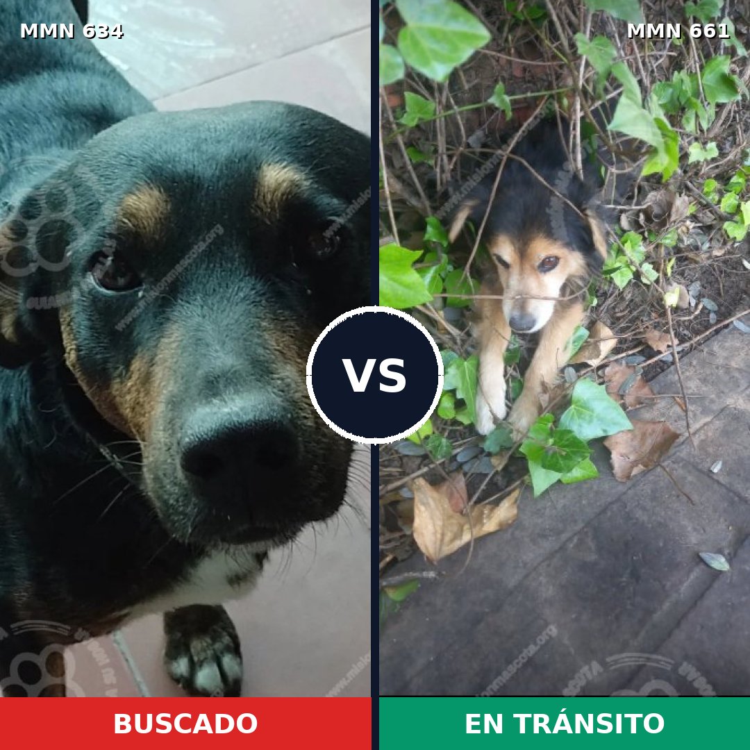 Comparativa MMS 11392: mascota perdida y mascota encontrada, 35% de similitud