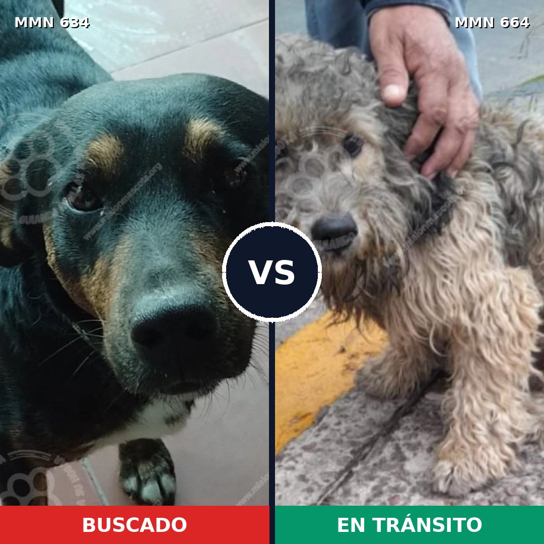 Comparativa MMS 11393: mascota perdida y mascota encontrada, 75% de similitud