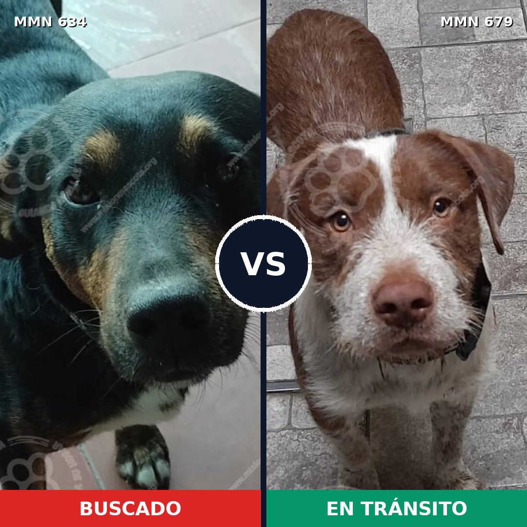 Comparativa MMS 11395: mascota perdida y mascota encontrada, 63% de similitud
