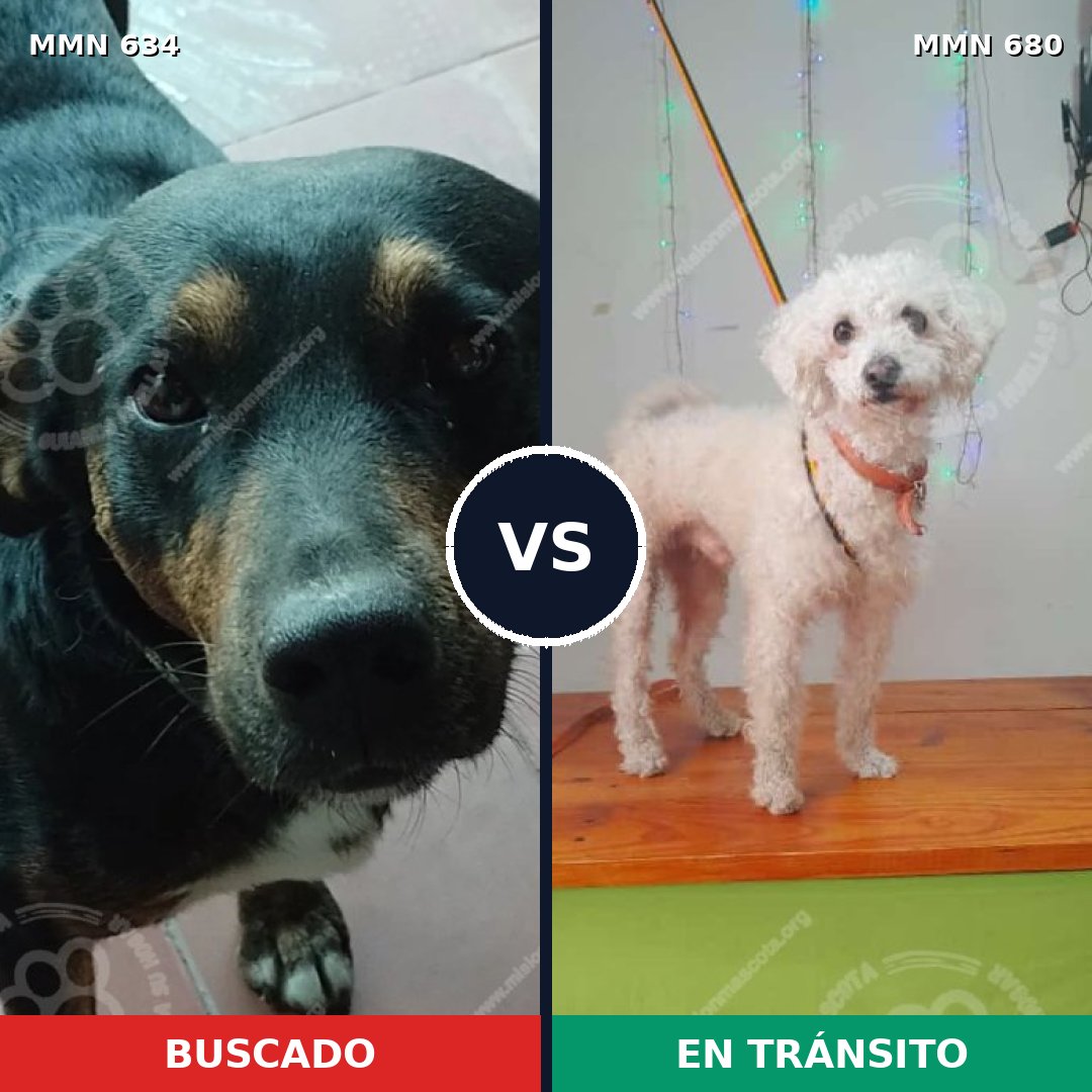 Comparativa MMS 11396: mascota perdida y mascota encontrada, 31% de similitud