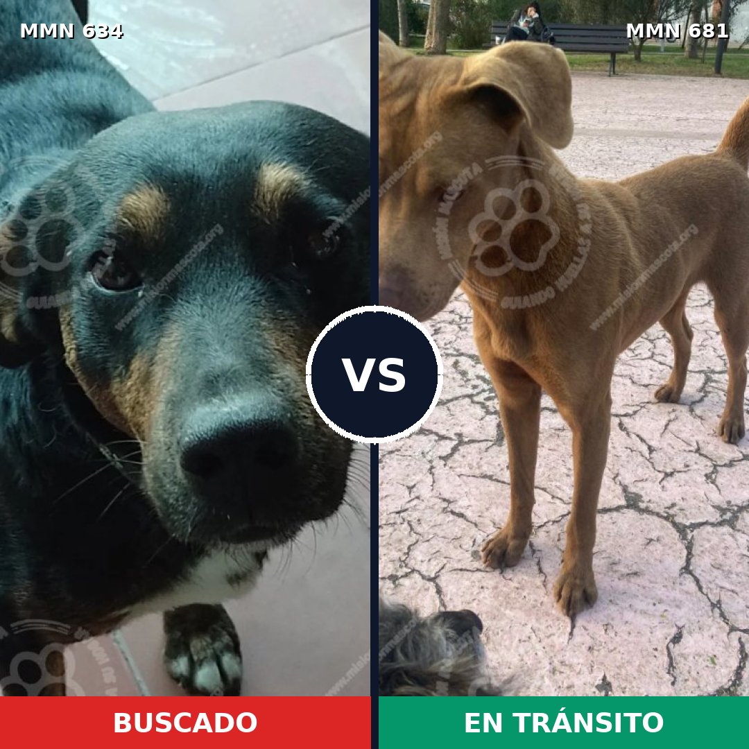 Comparativa MMS 11397: mascota perdida y mascota encontrada, 39% de similitud