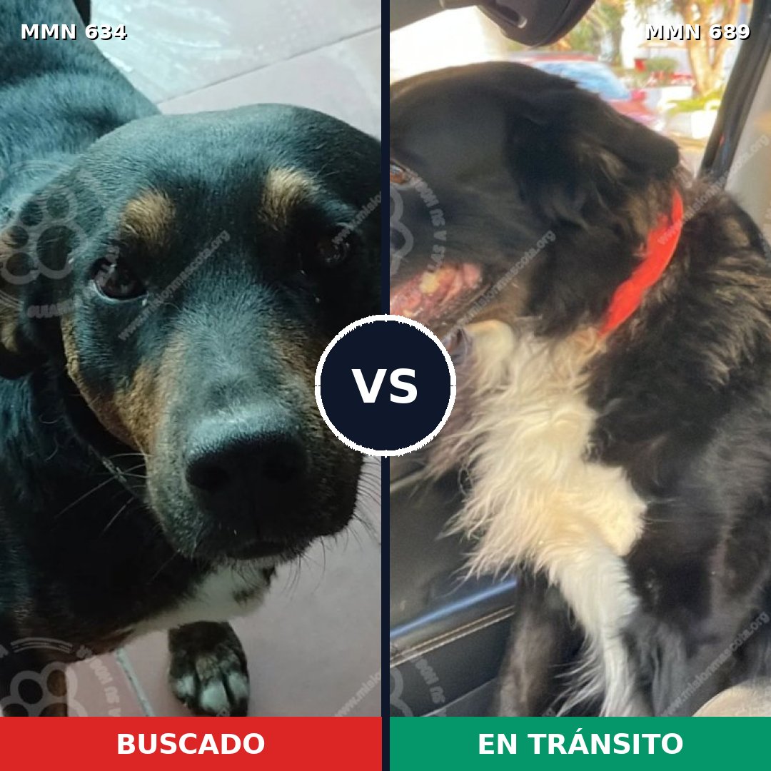 Comparativa MMS 11398: mascota perdida y mascota encontrada, 56% de similitud