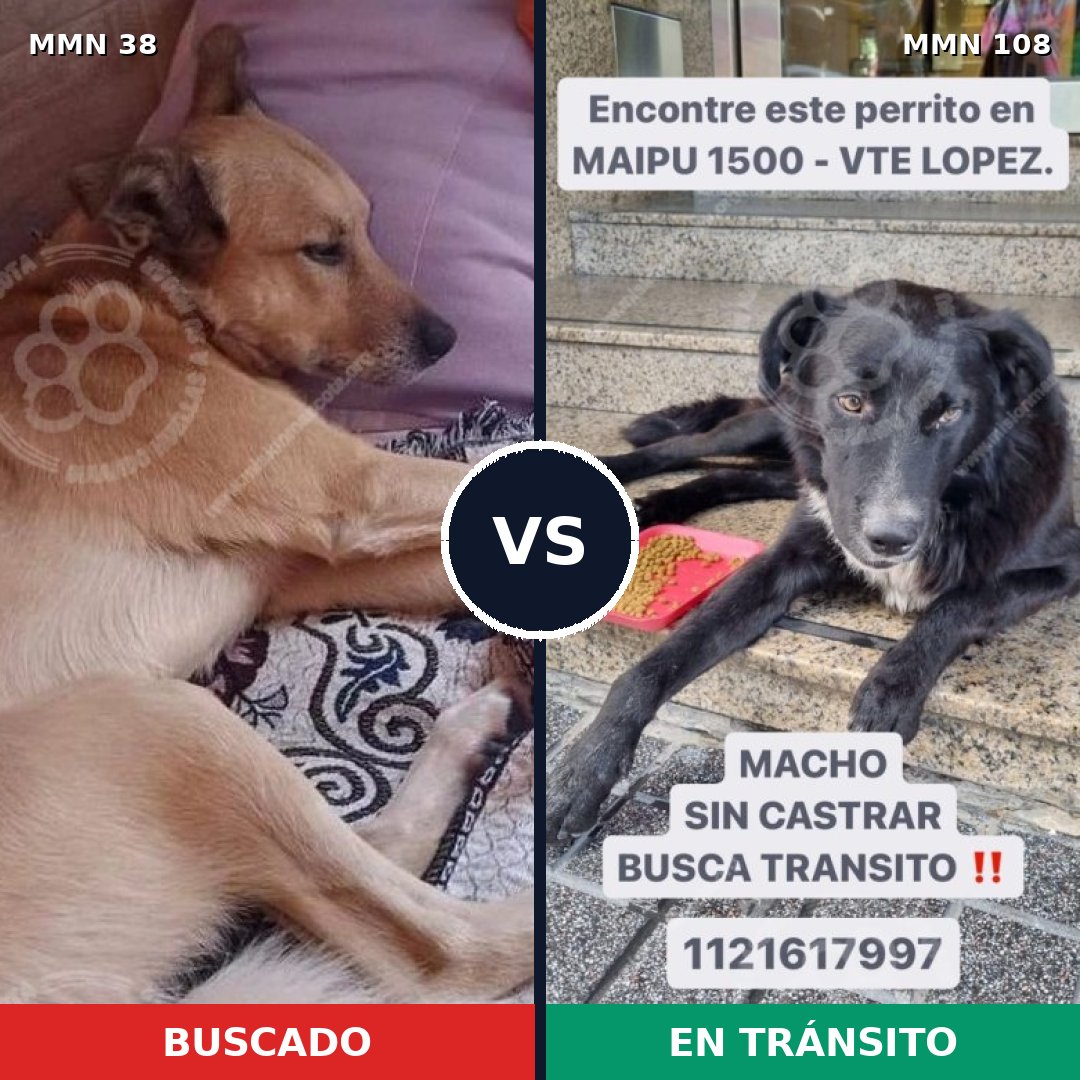 Comparativa MMS 114: mascota perdida y mascota encontrada, 65% de similitud
