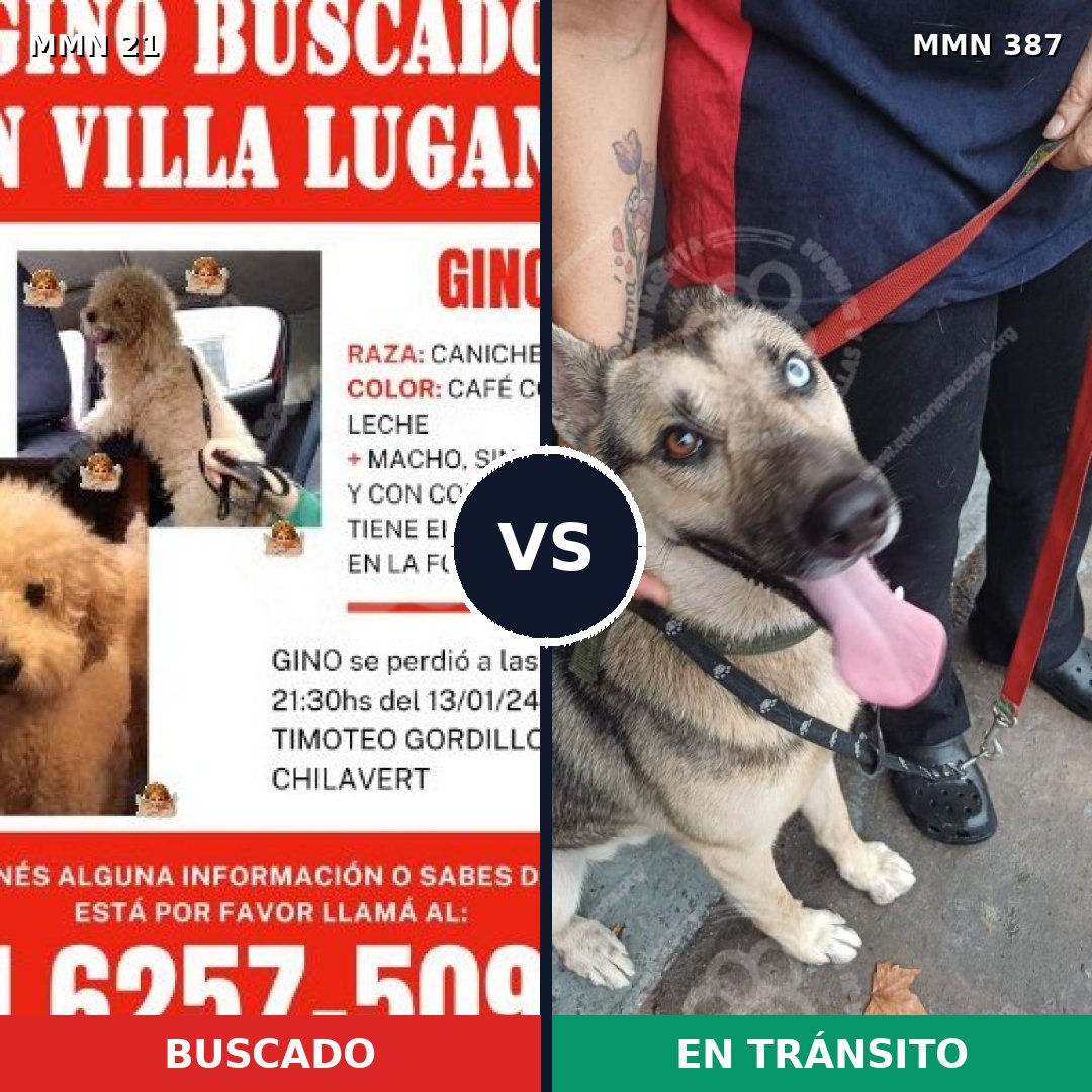 Comparativa MMS 1140: mascota perdida y mascota encontrada, 27% de similitud