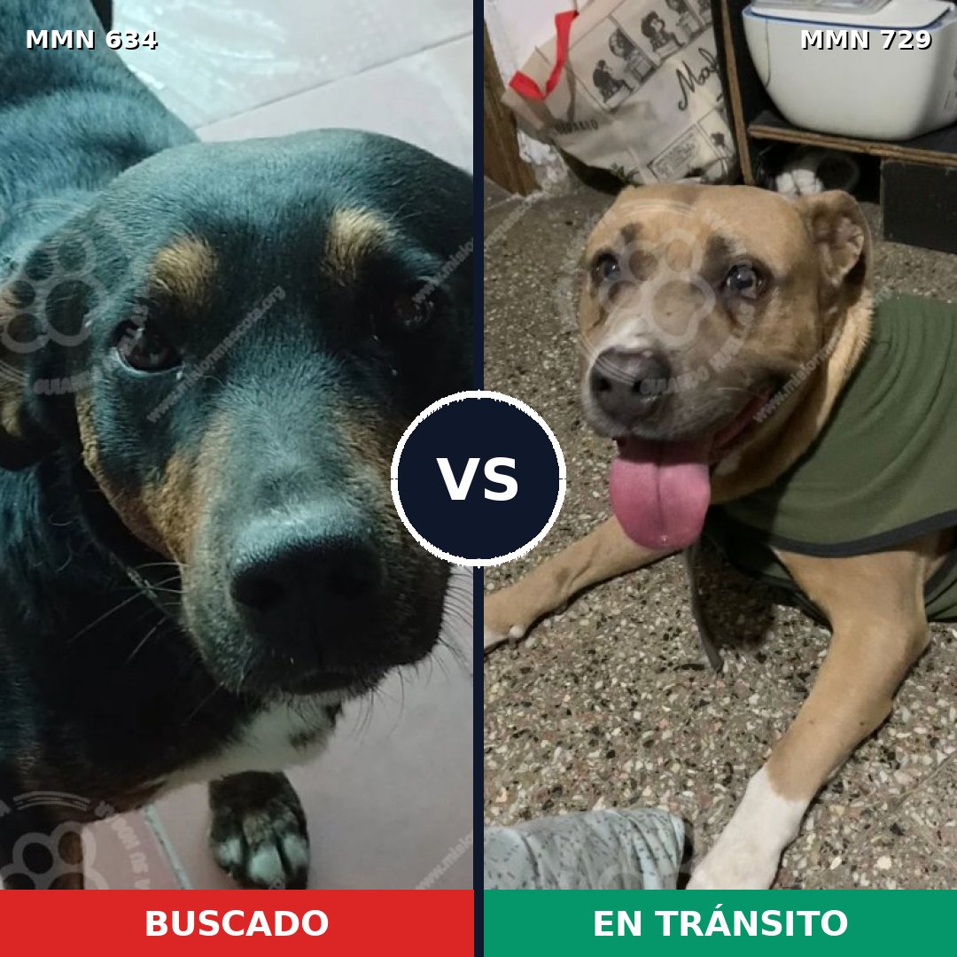 Comparativa MMS 11400: mascota perdida y mascota encontrada, 33% de similitud