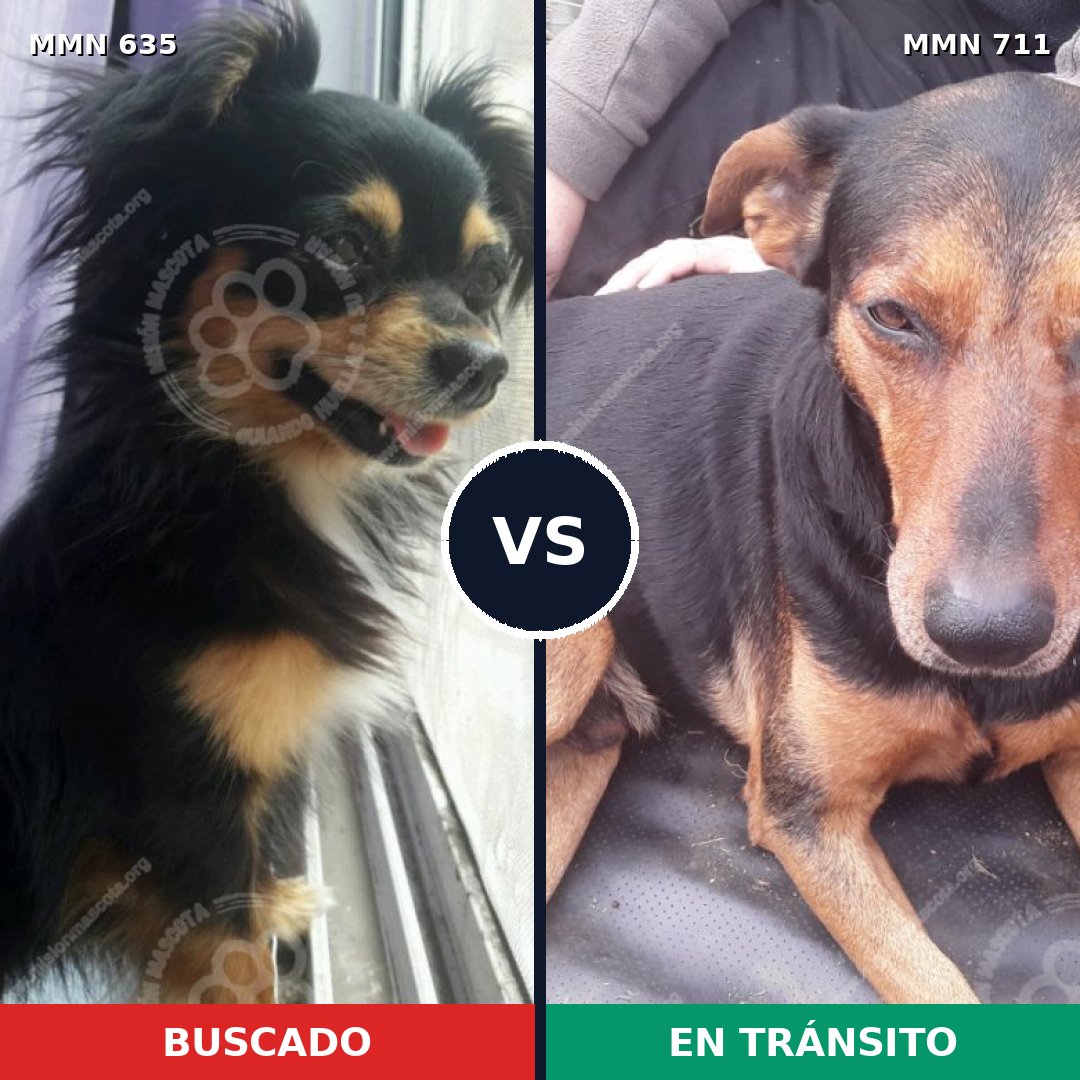 Comparativa MMS 11402: mascota perdida y mascota encontrada, 35% de similitud