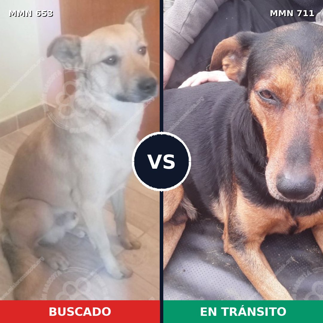 Comparativa MMS 11405: mascota perdida y mascota encontrada, 60% de similitud