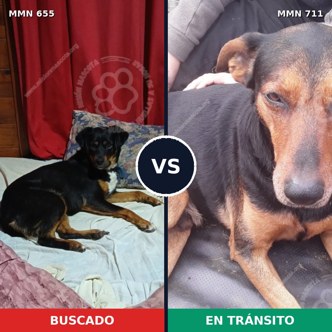 Comparativa MMS 11406: mascota perdida y mascota encontrada, 44% de similitud
