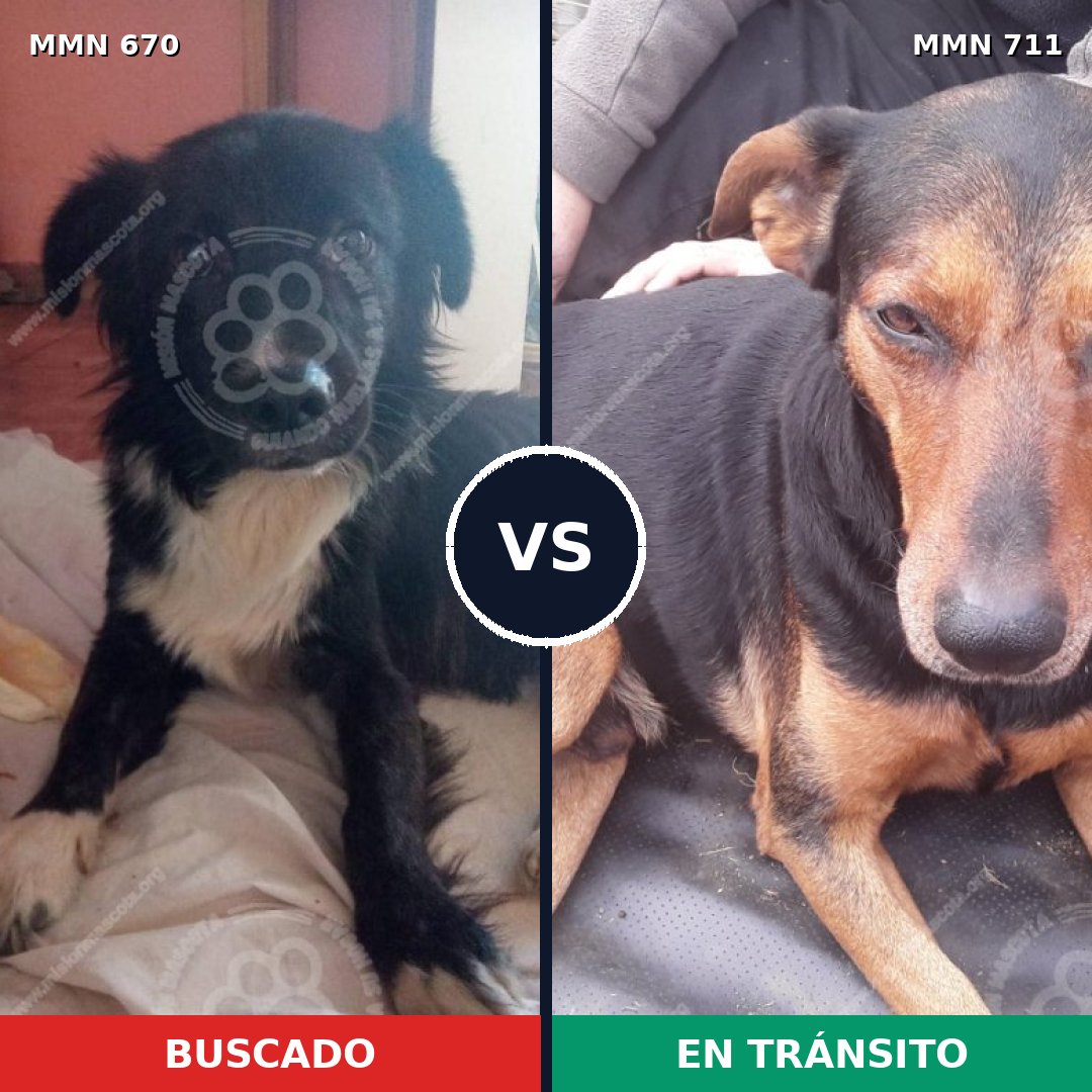 Comparativa MMS 11408: mascota perdida y mascota encontrada, 31% de similitud