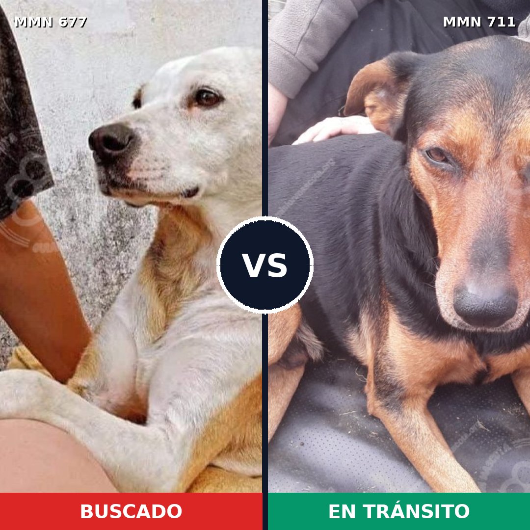 Comparativa MMS 11409: mascota perdida y mascota encontrada, 65% de similitud