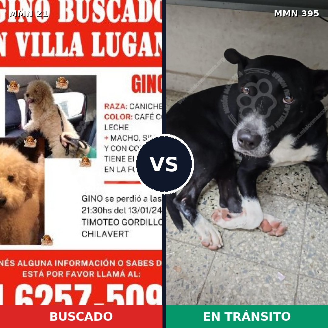 Comparativa MMS 1141: mascota perdida y mascota encontrada, 31% de similitud