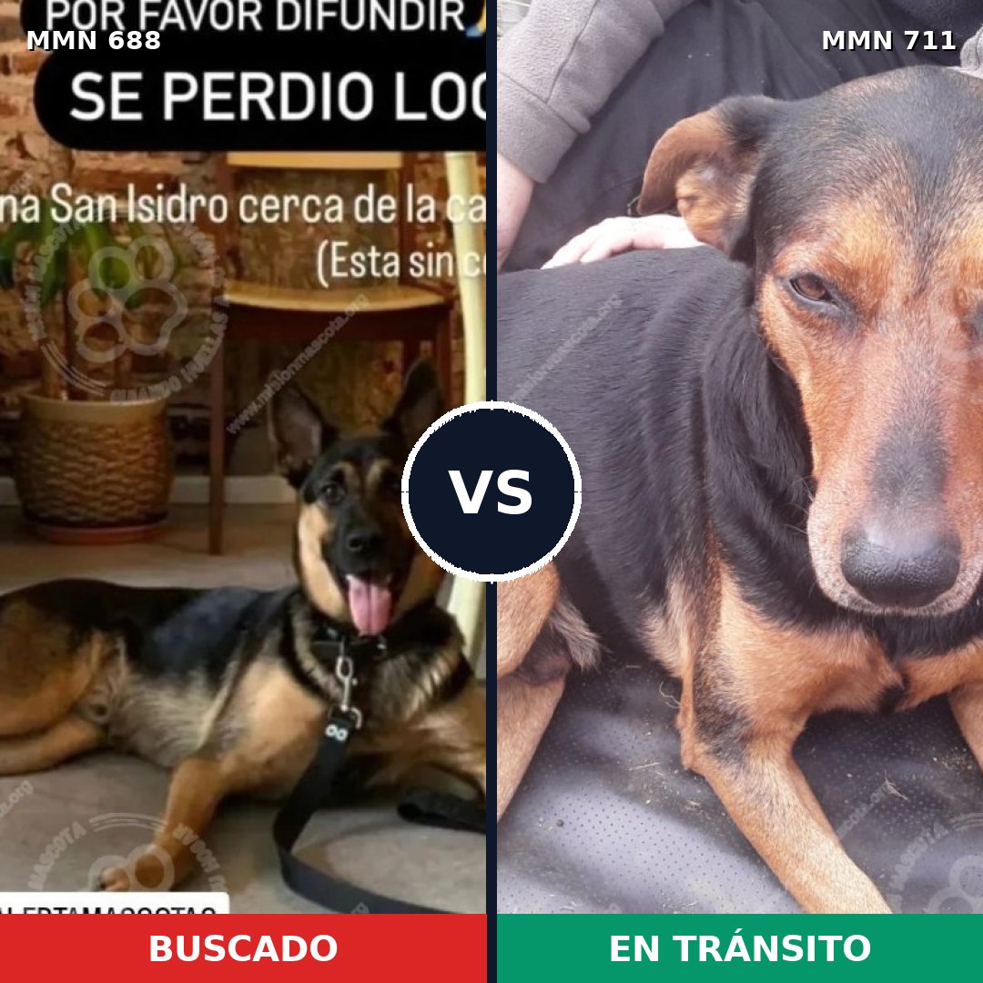 Comparativa MMS 11410: mascota perdida y mascota encontrada, 67% de similitud