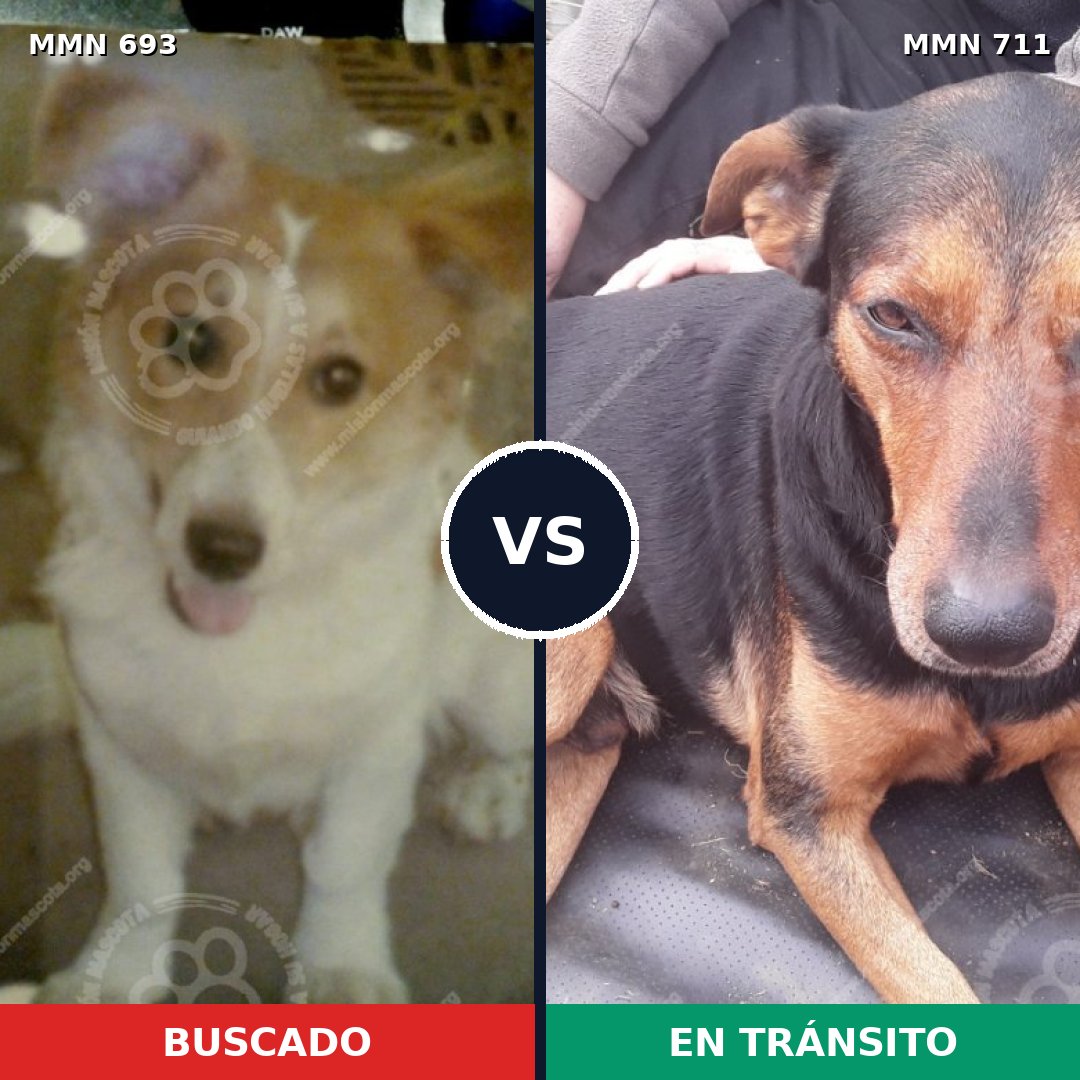 Comparativa MMS 11411: mascota perdida y mascota encontrada, 13% de similitud