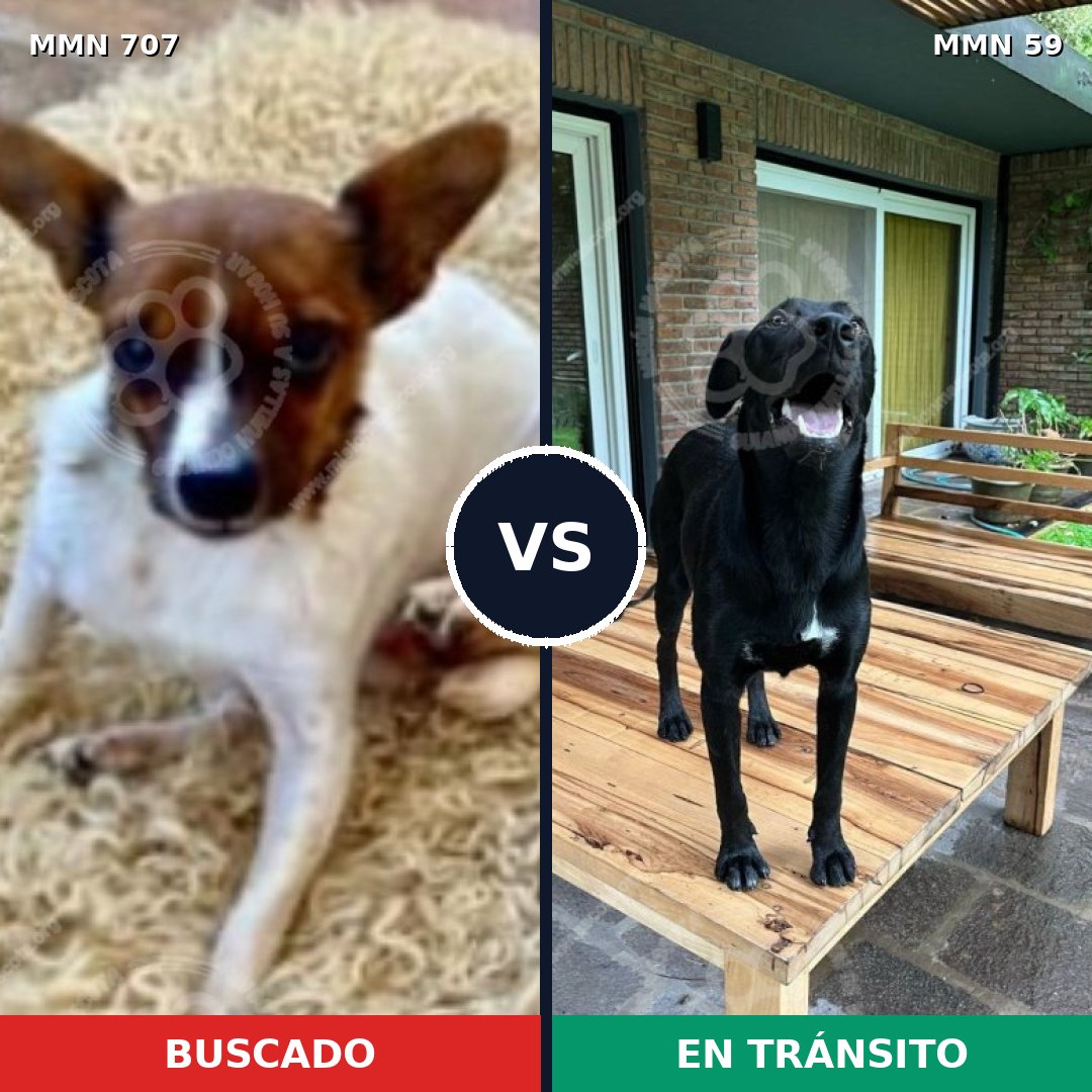 Comparativa MMS 11414: mascota perdida y mascota encontrada, 30% de similitud