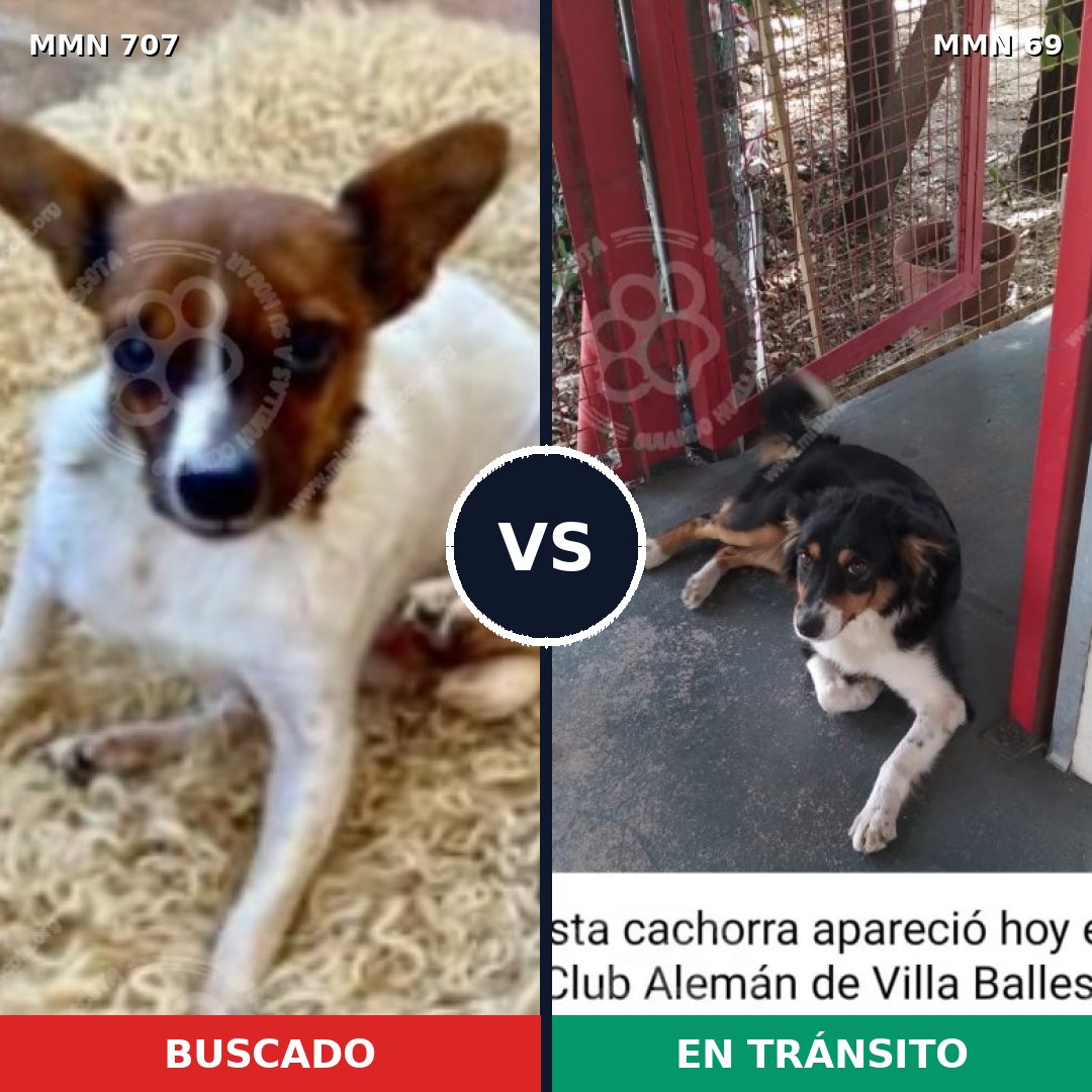 Comparativa MMS 11415: mascota perdida y mascota encontrada, 21% de similitud