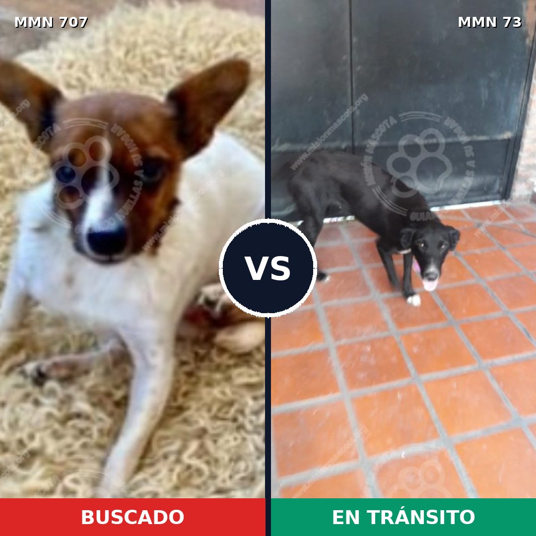 Comparativa MMS 11417: mascota perdida y mascota encontrada, 16% de similitud