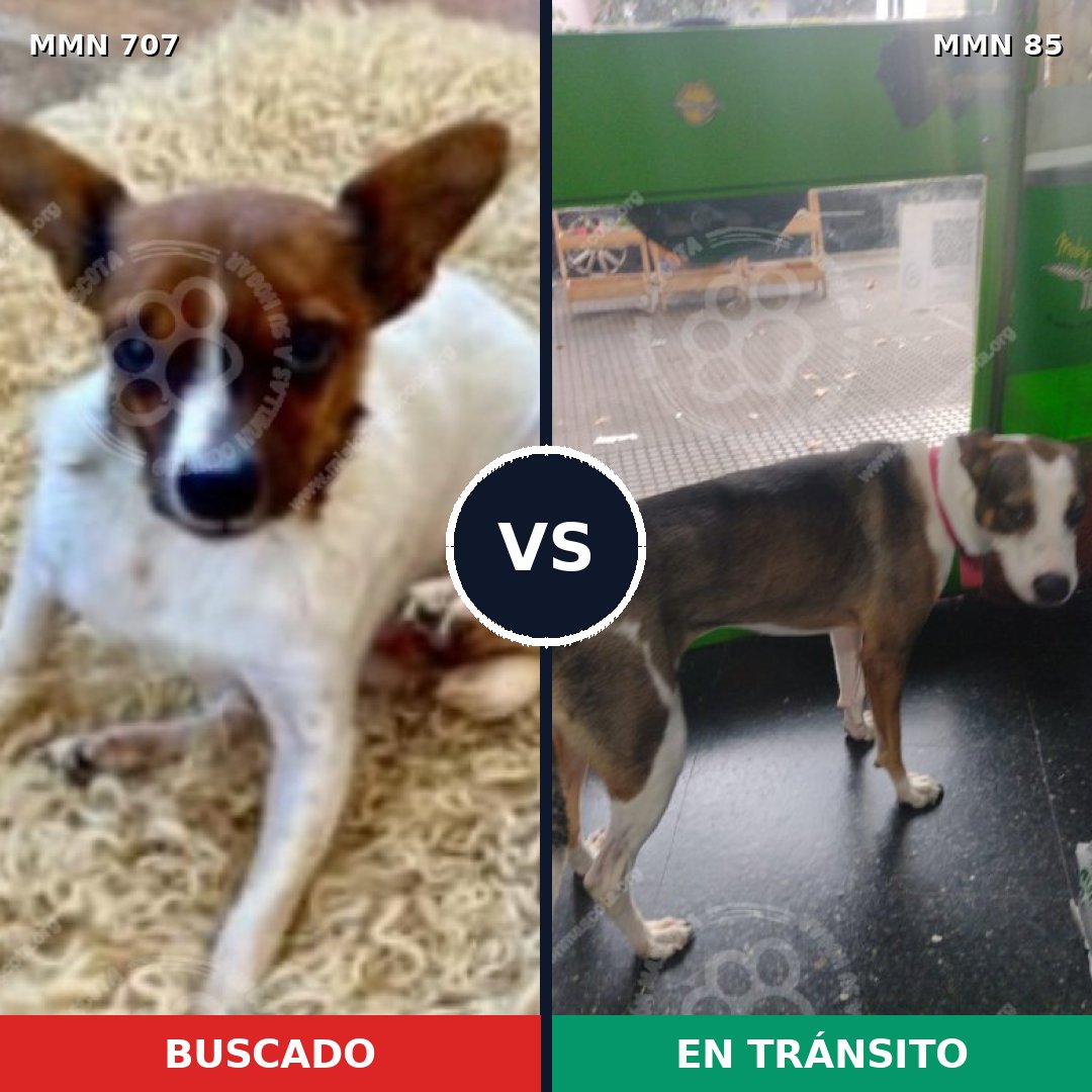 Comparativa MMS 11418: mascota perdida y mascota encontrada, 17% de similitud
