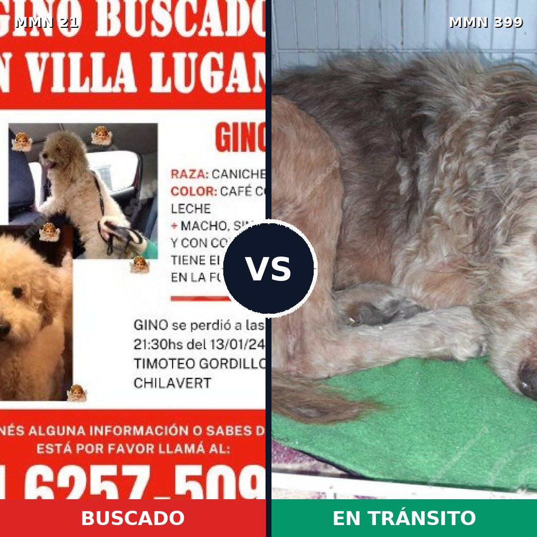 Comparativa MMS 1142: mascota perdida y mascota encontrada, 33% de similitud
