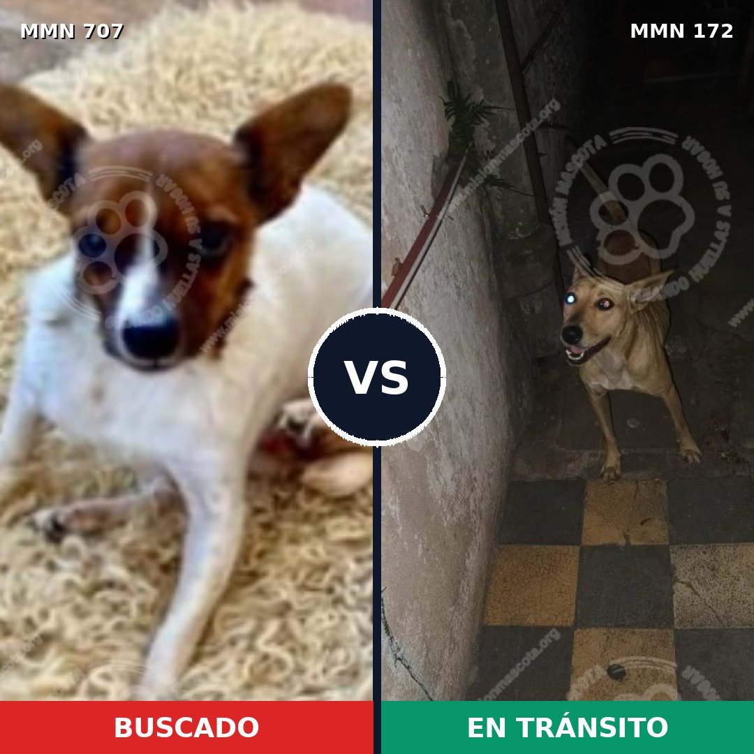 Comparativa MMS 11422: mascota perdida y mascota encontrada, 26% de similitud