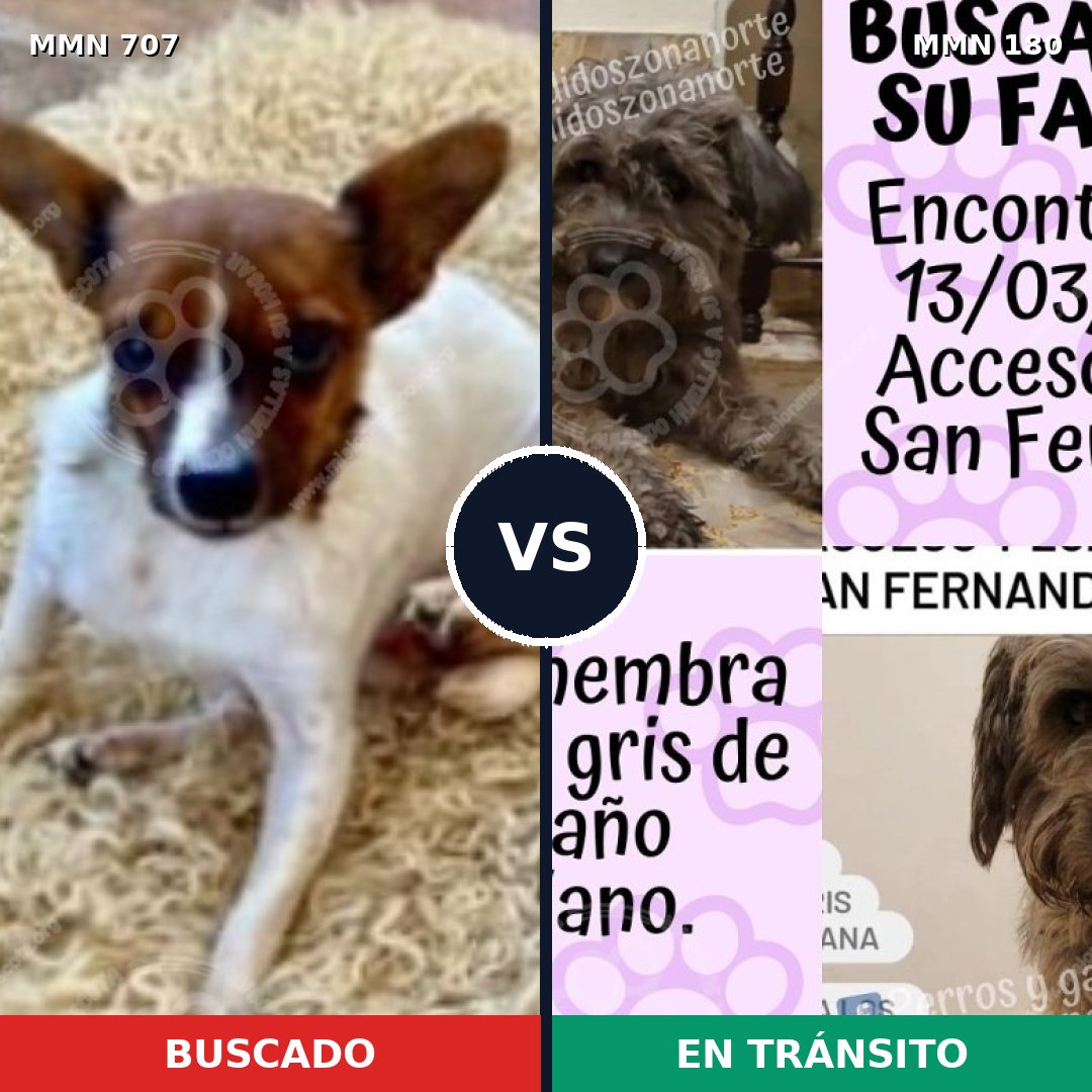 Comparativa MMS 11425: mascota perdida y mascota encontrada, 15% de similitud