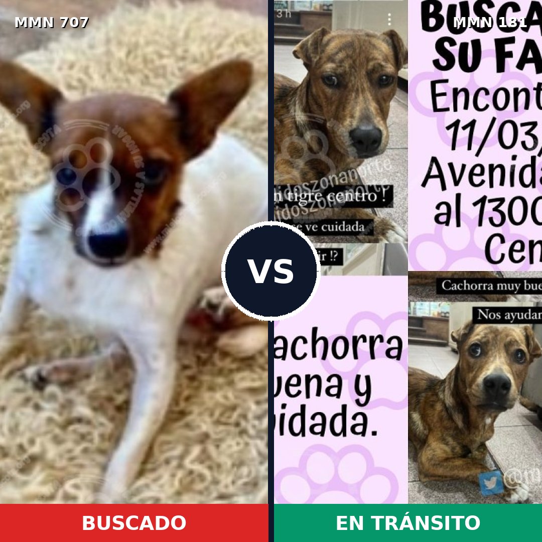 Comparativa MMS 11426: mascota perdida y mascota encontrada, 25% de similitud